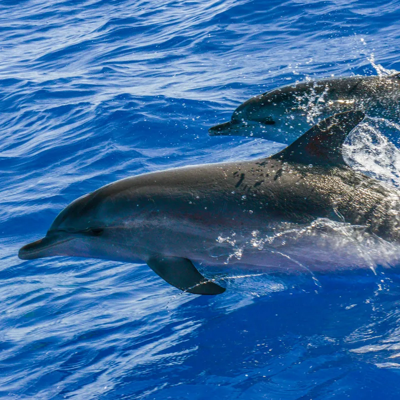 Marine Life